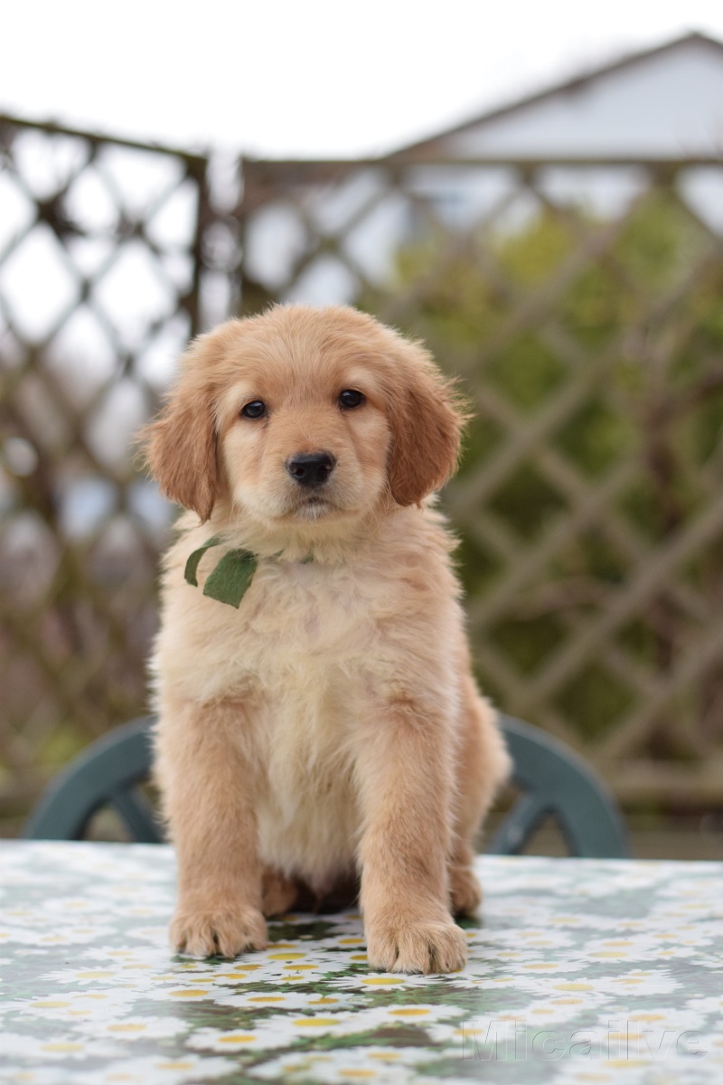 Alf