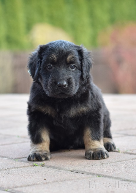 Apache